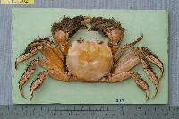 藏品(日本絨螯蟹)的圖片